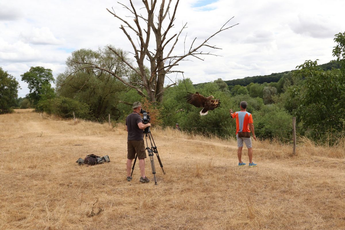 A white-tailed eagle in the wild about to land on the glove of its falconer Jacques-Olivier Travers.