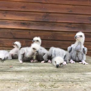 6 Pygargues à queue blanche de 2 jours à 15 jours, ils sont duveteux, certains ont le bec ouvert.