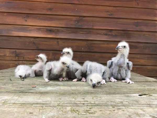6 Pygargues à queue blanche de 2 jours à 15 jours, ils sont duveteux, certains ont le bec ouvert.