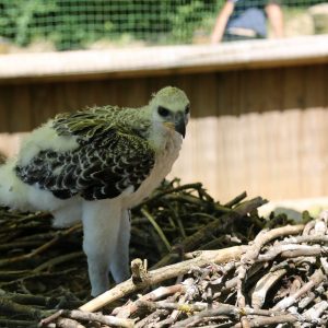 Bébé aigle couronné dans son nid au parc Les Aigles du Léman.