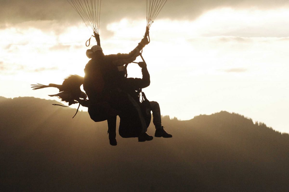 Followed by a paragliding bird flight, shadow and light.