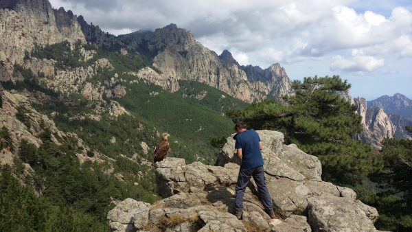 Photographe en train de prendre un pygargue à queue blanche posé sur un massif rocheux.