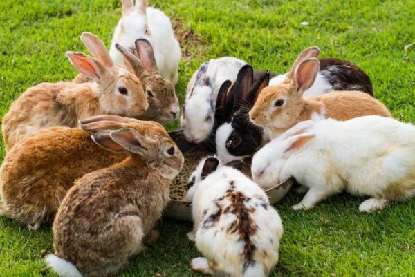 Several rabbits in the grass around a plate of seeds. They are eating.