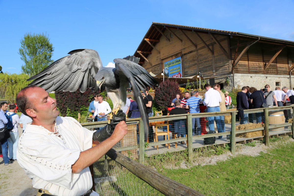 Photo of a group event. In the foreground is a falconer with his blue eagle in flight under his glove.