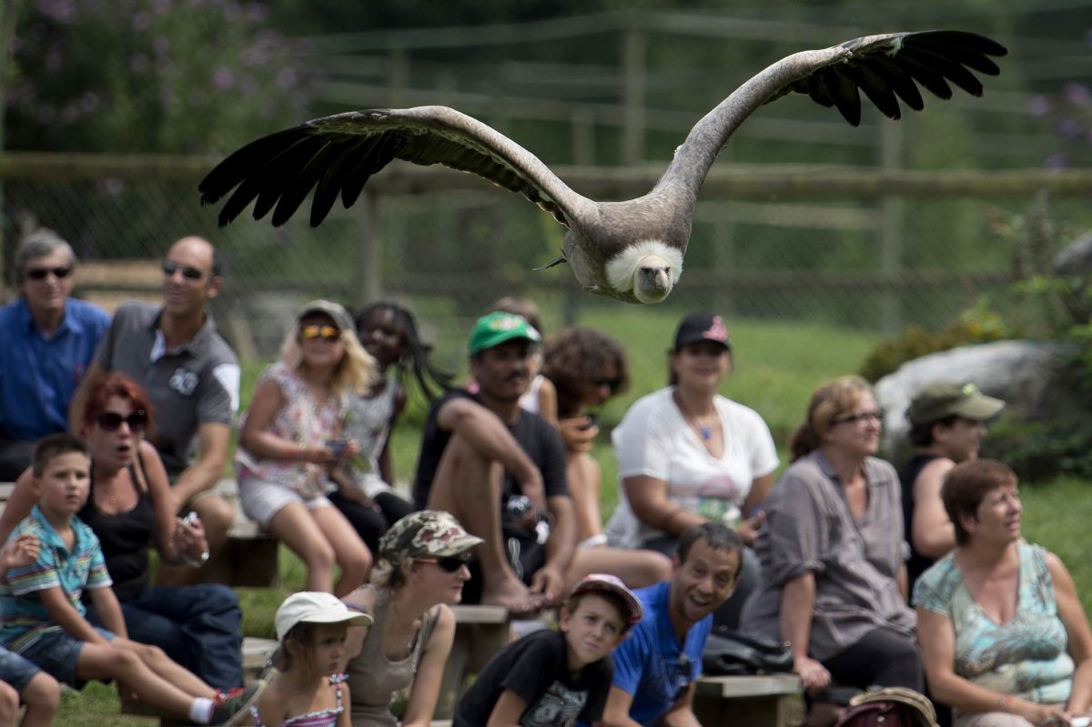 Vautour fauve vue de face, en vol au cours d'un spectacle "Les seigneurs des cieux" au parc Les Aigles du Léman.