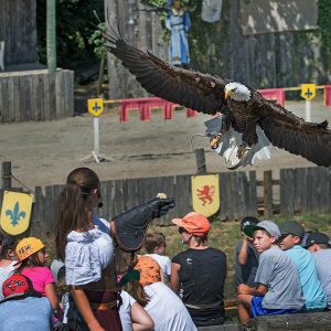 Bald eagle in flight during the show "Lord of the skies", seen from the front, landing on the glove of its falconer.