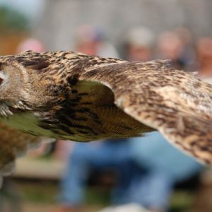 Close-up of a great horned owl in flight, it is on the left.
