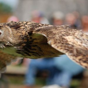 Gros plan sur un hibou grand duc en vol, il est sur la gauche.