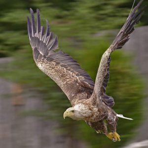 Pygargue à queue blanche en plein vol sur un fond flouté. Son vol est vers la gauche.