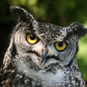 Portrait d'un hibou grand duc du puy du fou.