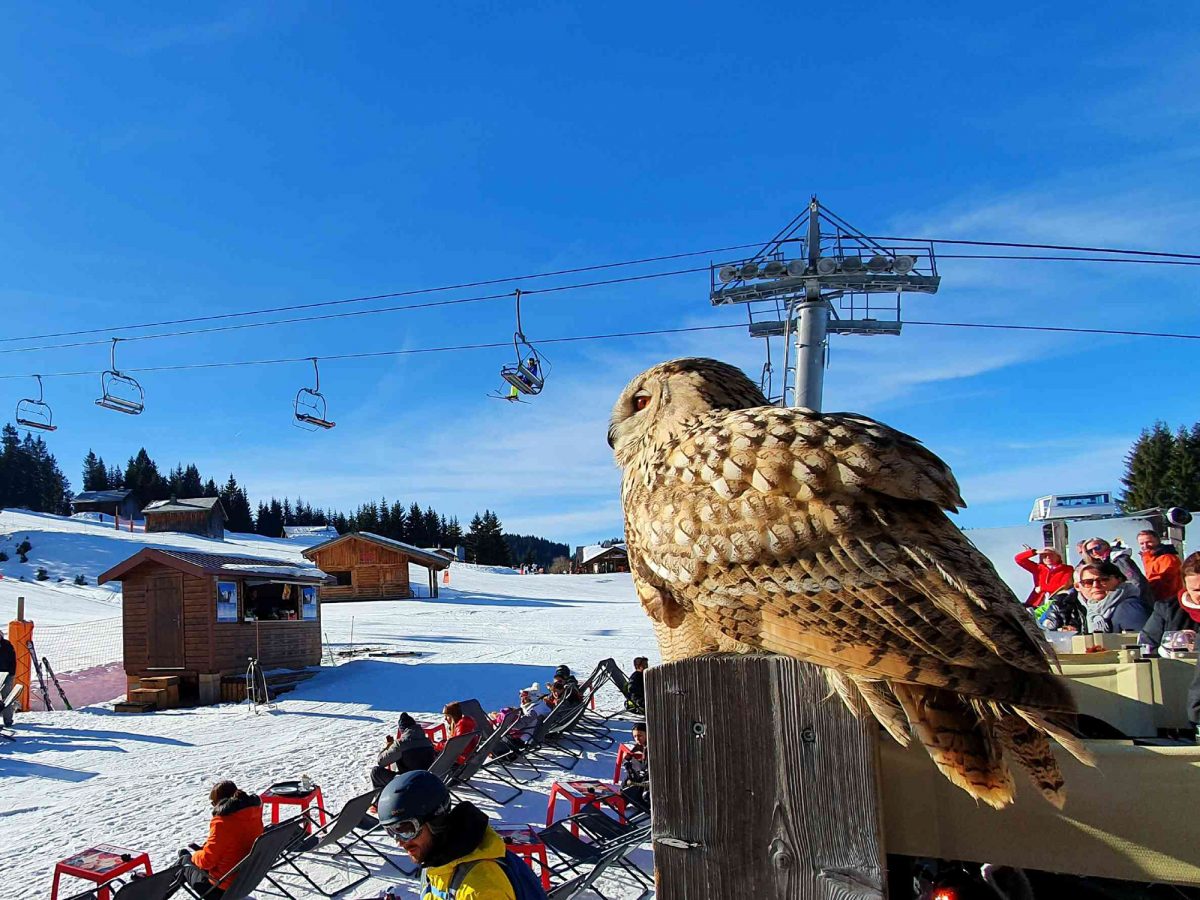 Great horned owl posed on the edge of the terrace against the backdrop of the snowy slope and the chairlift. There are people on the sunbeds and on the terrace.