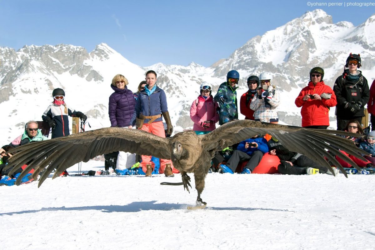 Condor avec ses ailes déployées en train de courir face à nous avec comme fond de l'image du public qui le regarde.