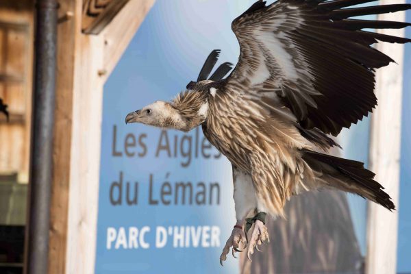 Arrivée d'un vautour fauves en vol devant la façade du restaurant.