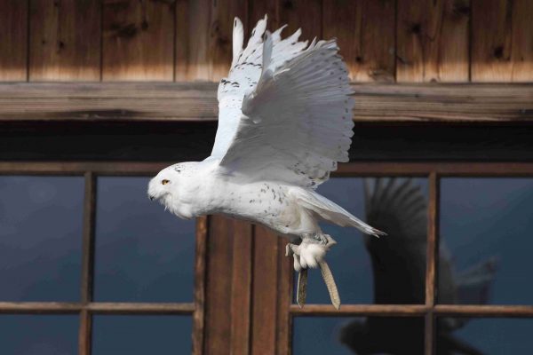 Chouette harfang en vol vers la gauche devant le restaurant de Morzine.