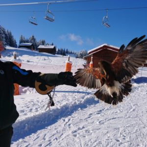 Arrivée d'une buse en vol sur le gant de son fauconnier sur fond de piste enneigée.