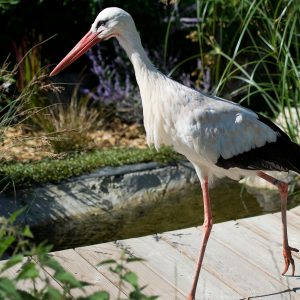 White stork during the waterfowl show.