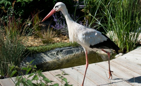White stork during the waterfowl show.