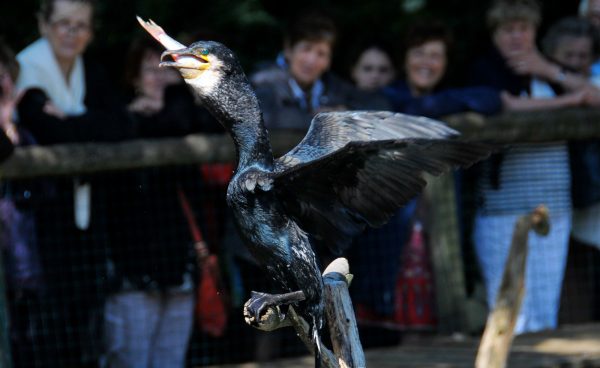 Waterfowl show. It is a large cormaran on a tree branch. Its wings are spread, its beak is open.