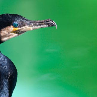 Close-up of the left profile of a great cormorant. Its eye is emerald and its plumage is black. The background of the picture is green like a lake.