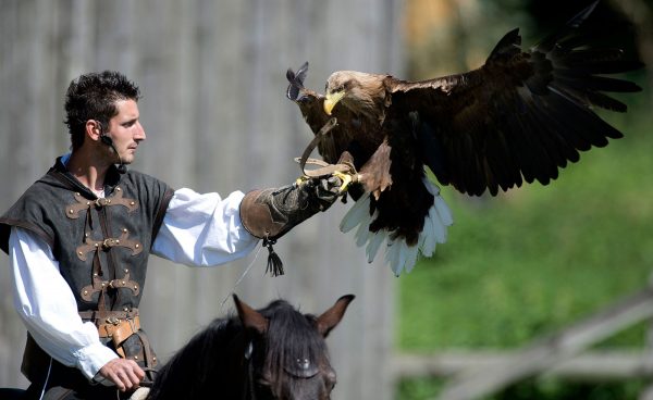 Arrival of a white-tailed eagle on its falconer's glove during the equestrian falconry show.