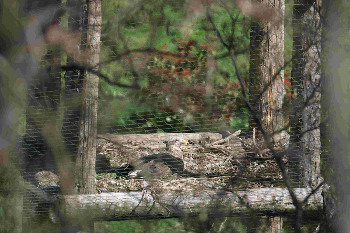 Photo d'un pygargue à queue blanche allongé dans son nid dans sa volière de réintroduction au parc Les Aigles du Léman.
