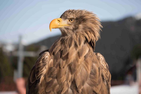 Frontal portrait of a white-tailed eagle, its head turned to the left. Its plumage is brown and its bill is yellow.