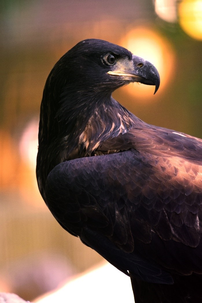 Portrait du profil gauche d'un pygargue à queue blanche juvénile. Sa tête est tourné vers le côté droit. Son plumage est brun foncé,
