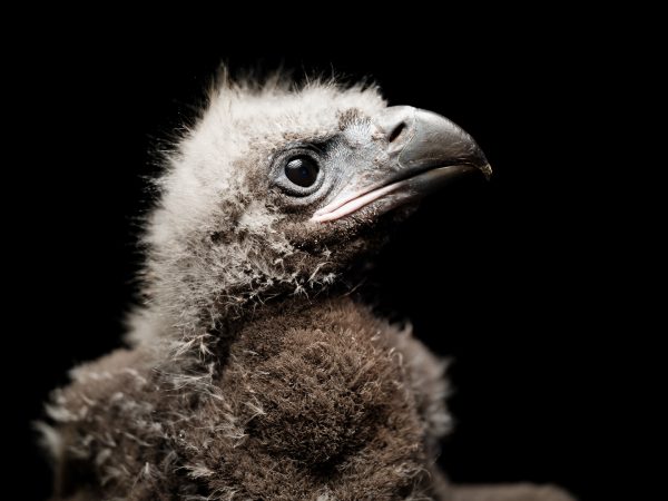 Gros plan de la tête d'un bébé pygargue qui regarde en haut sur la droite. Son plumage est gris duveteux.