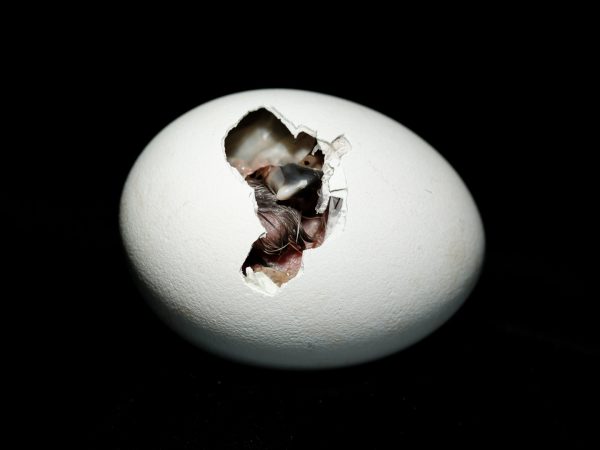 Photo sur fond noir de Rémi Chapeaublanc d'un œuf dont la coquille est un peu ouverte, on distingue le bébé pygargue.