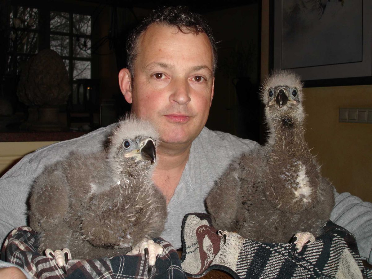 Portrait de Richard Loomans avec 2 bébés pygargues à queue blanche duveteux.