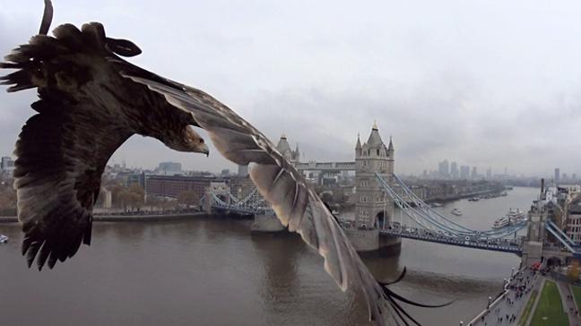 Pygargue à queue blanche en vol en piqué sur le Tower Bridge en Angleterre.