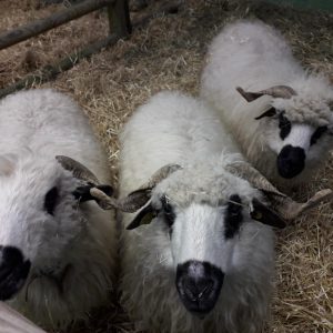 Mouton blanc  au bout du  museau noir dans la paille.