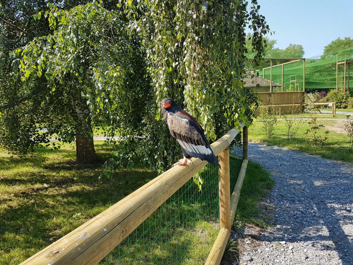 Aigle bateleur dans la volière Terre des Aigles perché sur une barrière en bois.