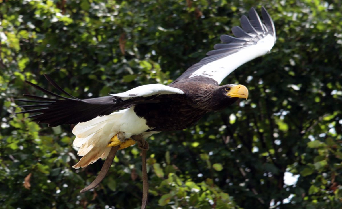 Pygargue steller en plein vol vers la droite. Son bec est épais et jaune. Son corps est noir, ses ailes sont noires et blanches, sa queue est blanche.