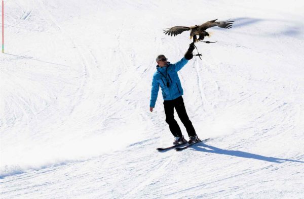 Jacques-Olivier, skiing, accompanied by his eagle.