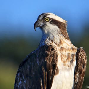 Balbuzard_pecheur