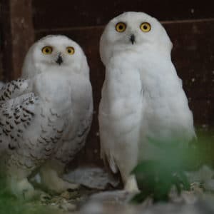 Couple Harfang des neiges