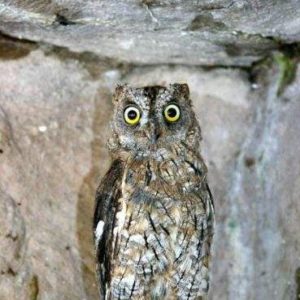 hibou petit duc domaine des fauves