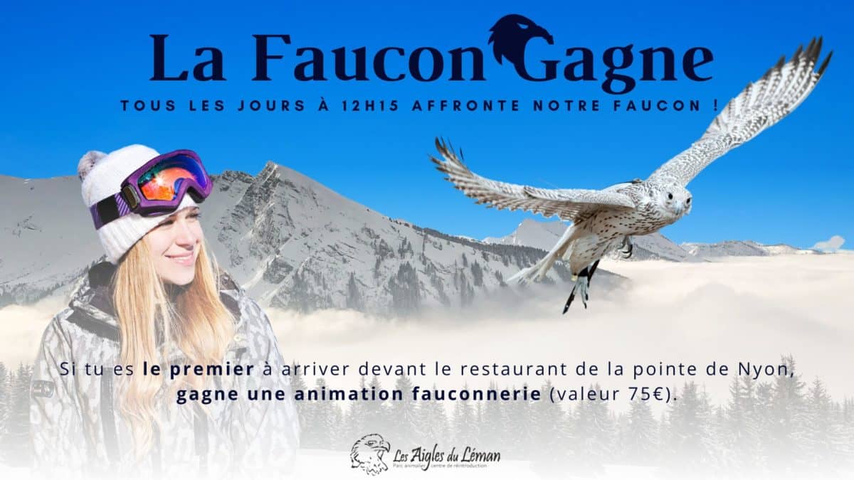 Morzine- la faucon gagne