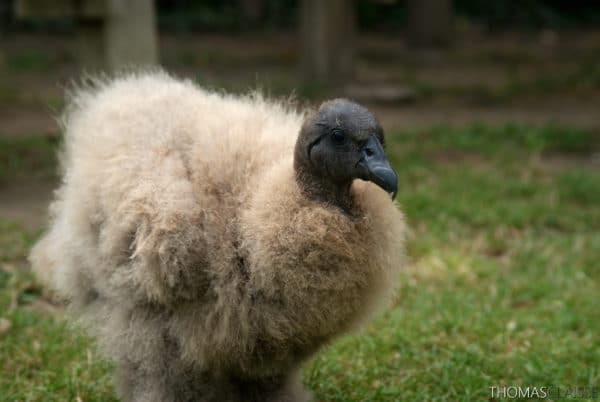 Bébé condor