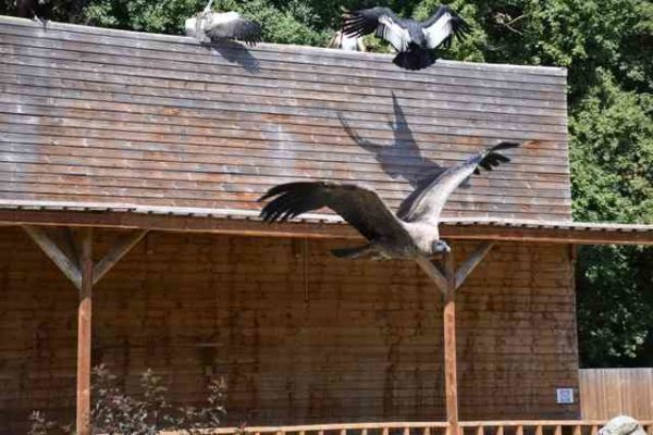 Le spectacle les seigneur des cieux envol du condor