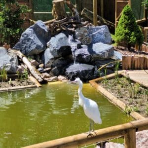 Une aigrette garzette perchée sur la barrière en bois au bord de l'eau
