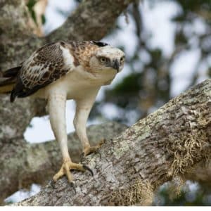 Aigle huppé - nisaetus cirrhatus