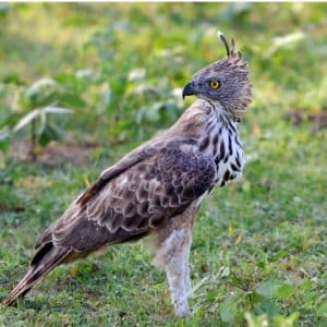 Aigle montagnard - nisaetus nipalensis 2