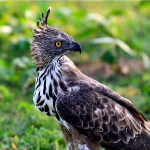 Aigle montagnard - nisaetus nipalensis