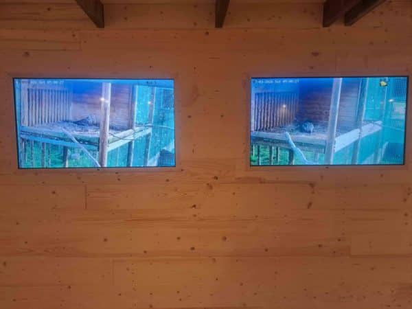 La maison des pygargue exposition3