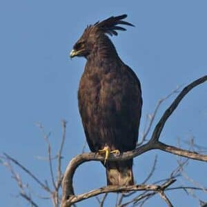aigle-huppard