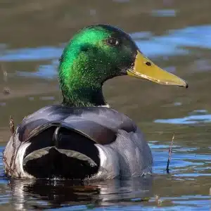 Canard col vert 2