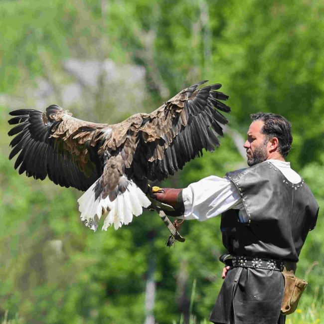 Pygargue à queue blanche vu de dos, les ailes déployées sur e gant de son fauconnier