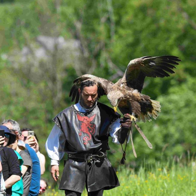 Fauconnerie équestre médiévale avec un aigle pêcheur au gant